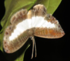Nymphidium baeotia