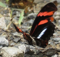 Podotricha telesiphe