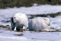 Lepus arcticus