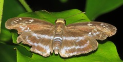 Quadrus cerialis