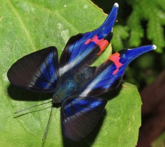 Rhetus dysonii