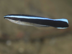 Bluestreak Cleaner Wrasse photo 3