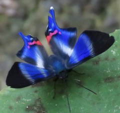 Rhetus dysonii