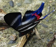 Rhetus dysonii