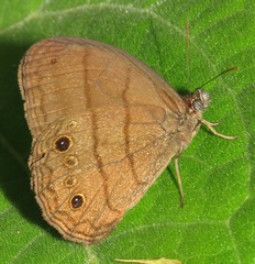 Malaveria mimas