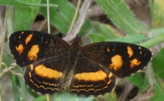 Telenassa berenice