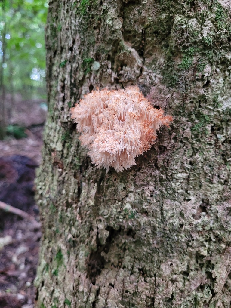 Hericium novae-zealandiae · June 2025 · photo: © dougalm (iNaturalist, cc-by)