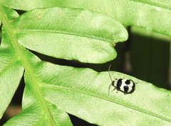 Monolepta cavipennis