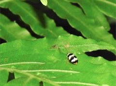 Monolepta cavipennis