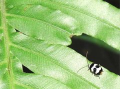 Monolepta cavipennis