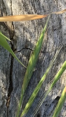 Brachypodium distachyon