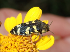Acmaeodera macra