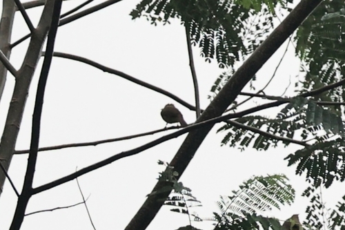 Alophoixus bres observed 2025-08-29