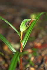 Pterostylis irwinii