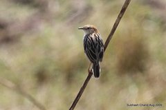Cisticola juncidis
