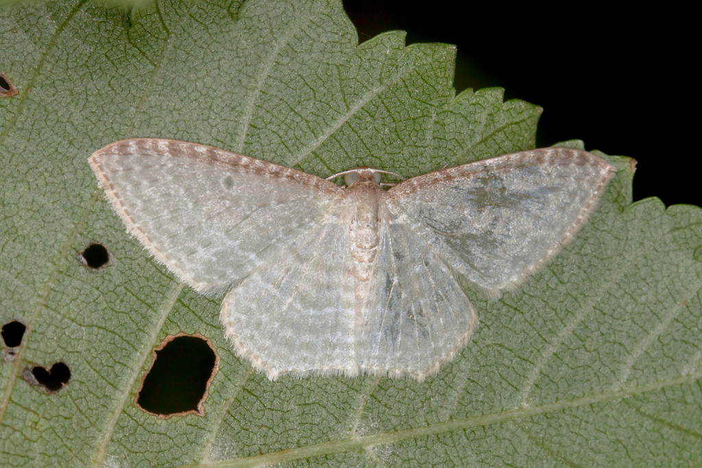 Native cranberry moth