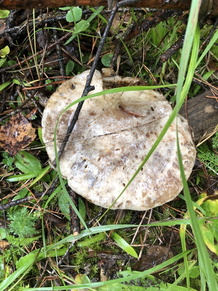 Suillus viscidus · August 2025 · photo: © ro_ko (iNaturalist, cc-by)