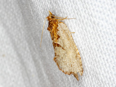 Glyphidoptera polymita
