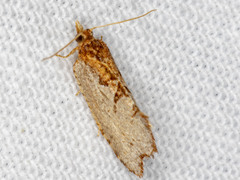 Glyphidoptera polymita