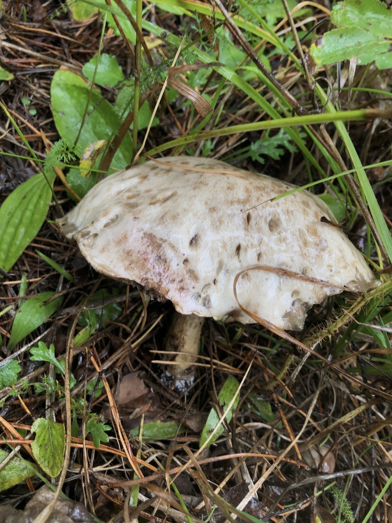 Suillus viscidus · August 2025 · photo: © ro_ko (iNaturalist, cc-by)