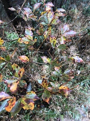 Enkianthus perulatus