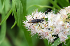 Brachyleptura brevis
