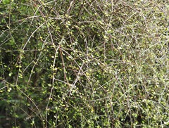 Coprosma rubra