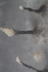 Doratomyces