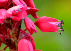 Bistorta amplexicaulis
