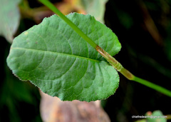 Bistorta amplexicaulis