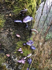 Omphalotus japonicus