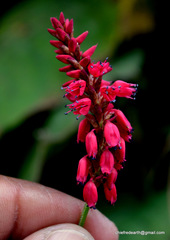 Bistorta amplexicaulis