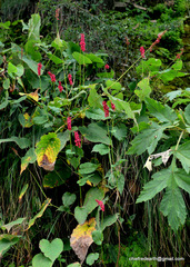 Bistorta amplexicaulis