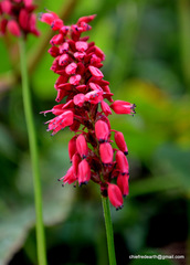 Bistorta amplexicaulis