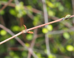 Coprosma rubra