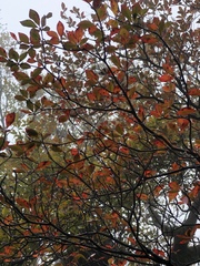 Enkianthus perulatus