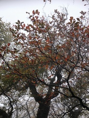 Enkianthus perulatus