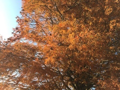Metasequoia glyptostroboides
