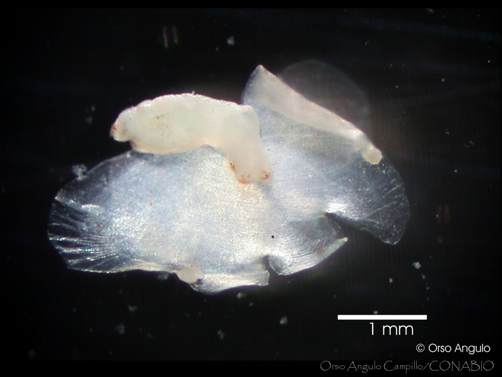 Desmopteridae