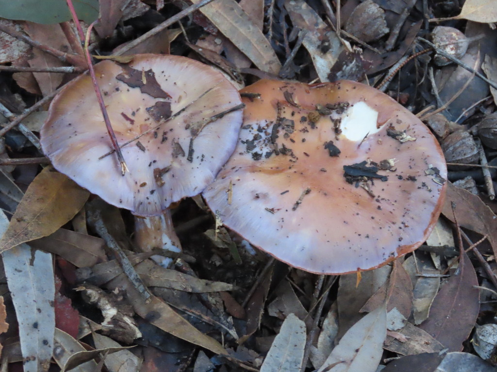 Cortinarius archeri · July 2025 · photo: © ian_mcallan (iNaturalist, cc-by-nc)