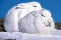 Lepus arcticus