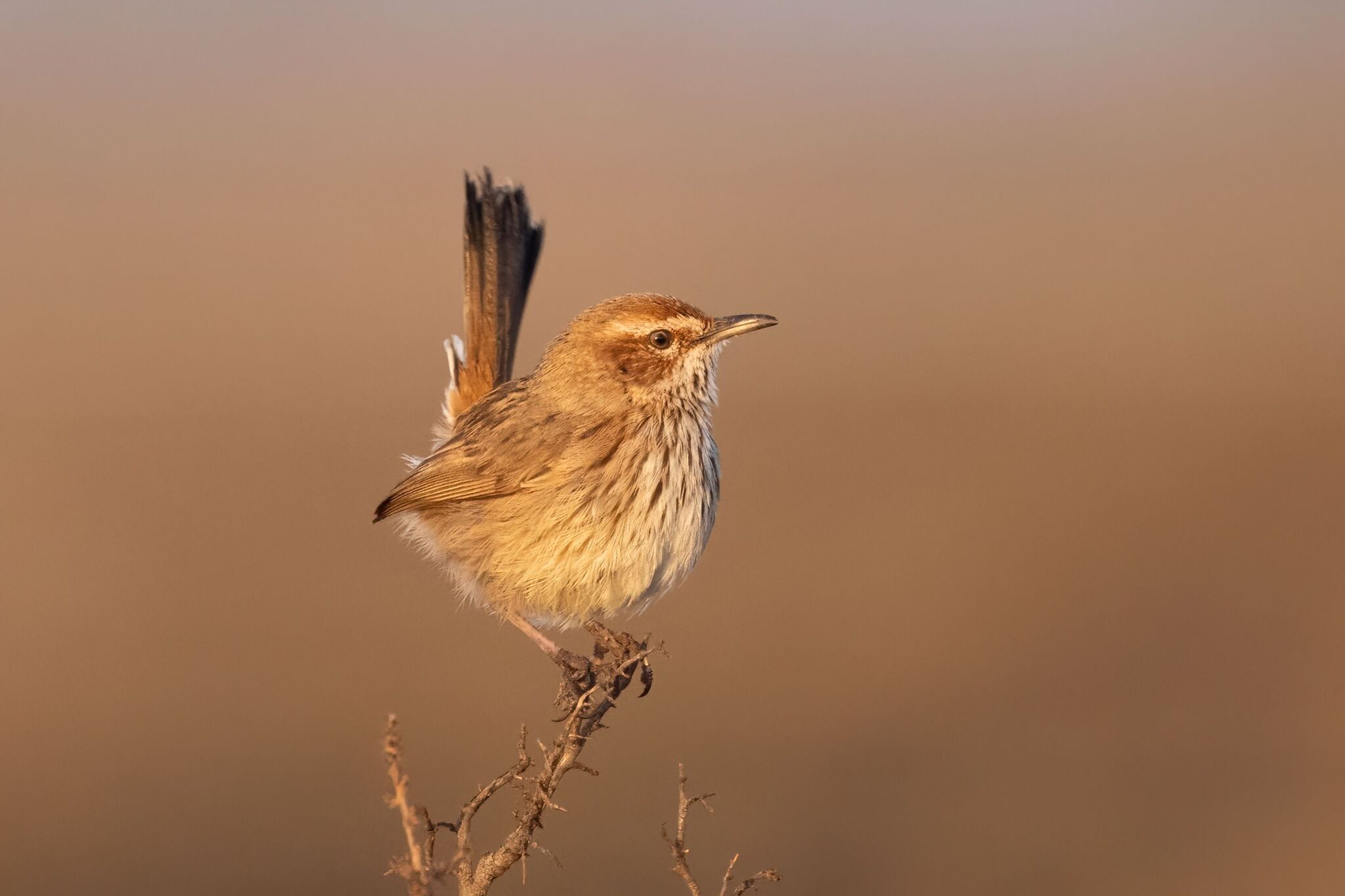 Rufous Fieldwren (Calamanthus campestris), photo 3