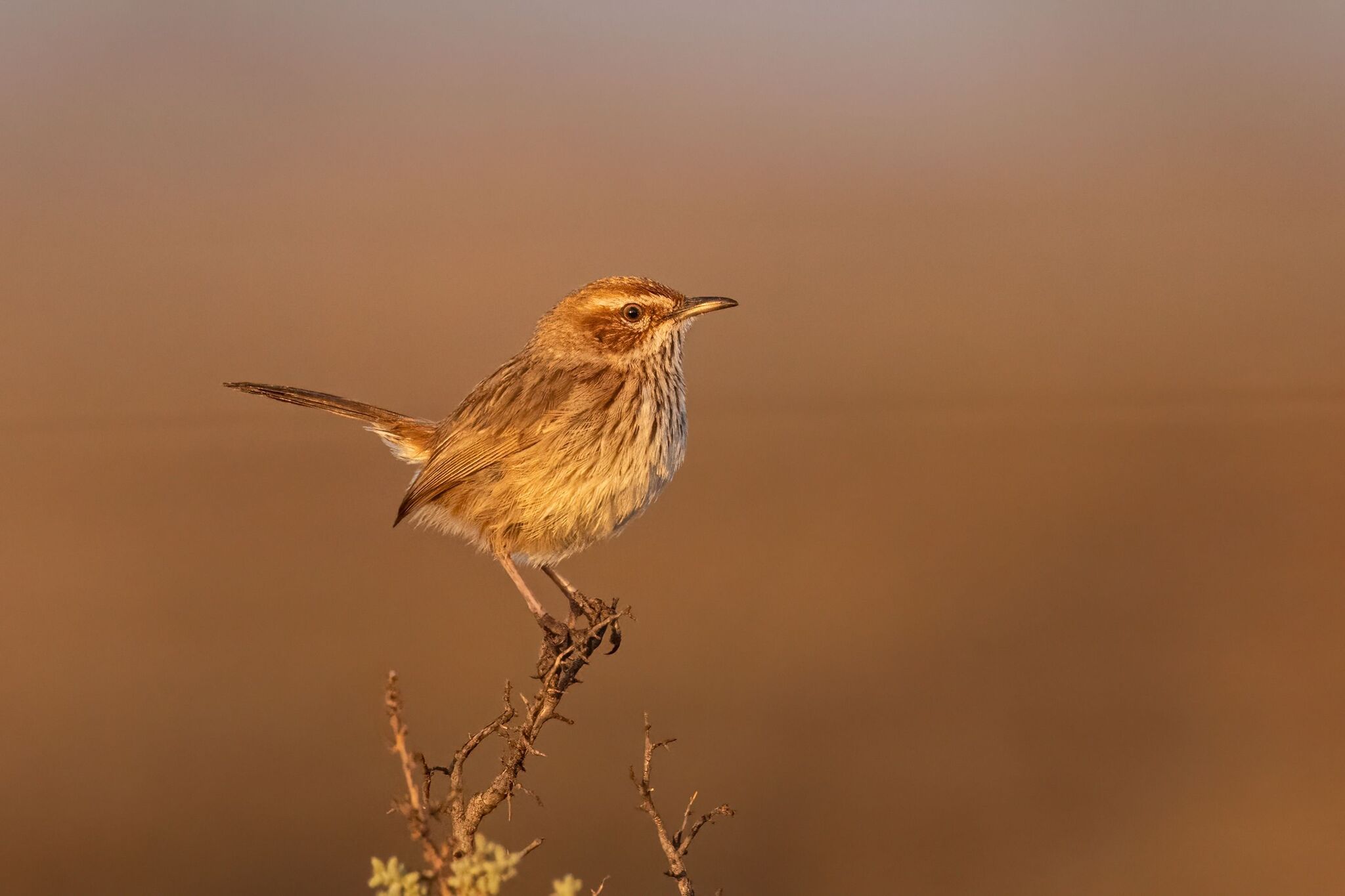 Rufous Fieldwren (Calamanthus campestris), photo 4