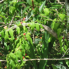 Cansjera leptostachya