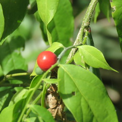 Cansjera leptostachya