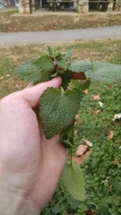 Lamium purpureum purpureum
