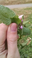 Lamium purpureum purpureum