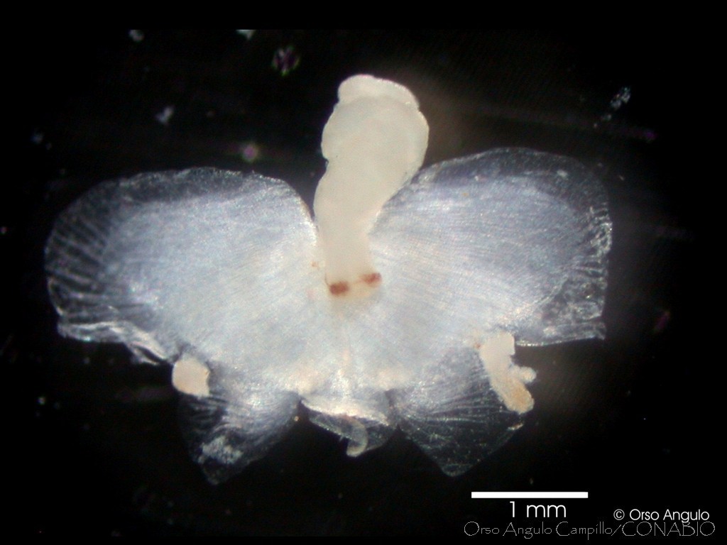 Desmopterus papilio