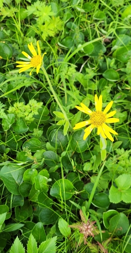 Arnica unalaschcensis iNat (2)
