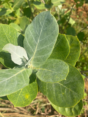 giant milkweed